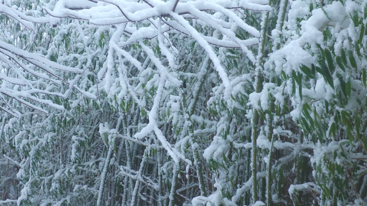 雪花稳定地落在松树的树枝和竹子上视频素材