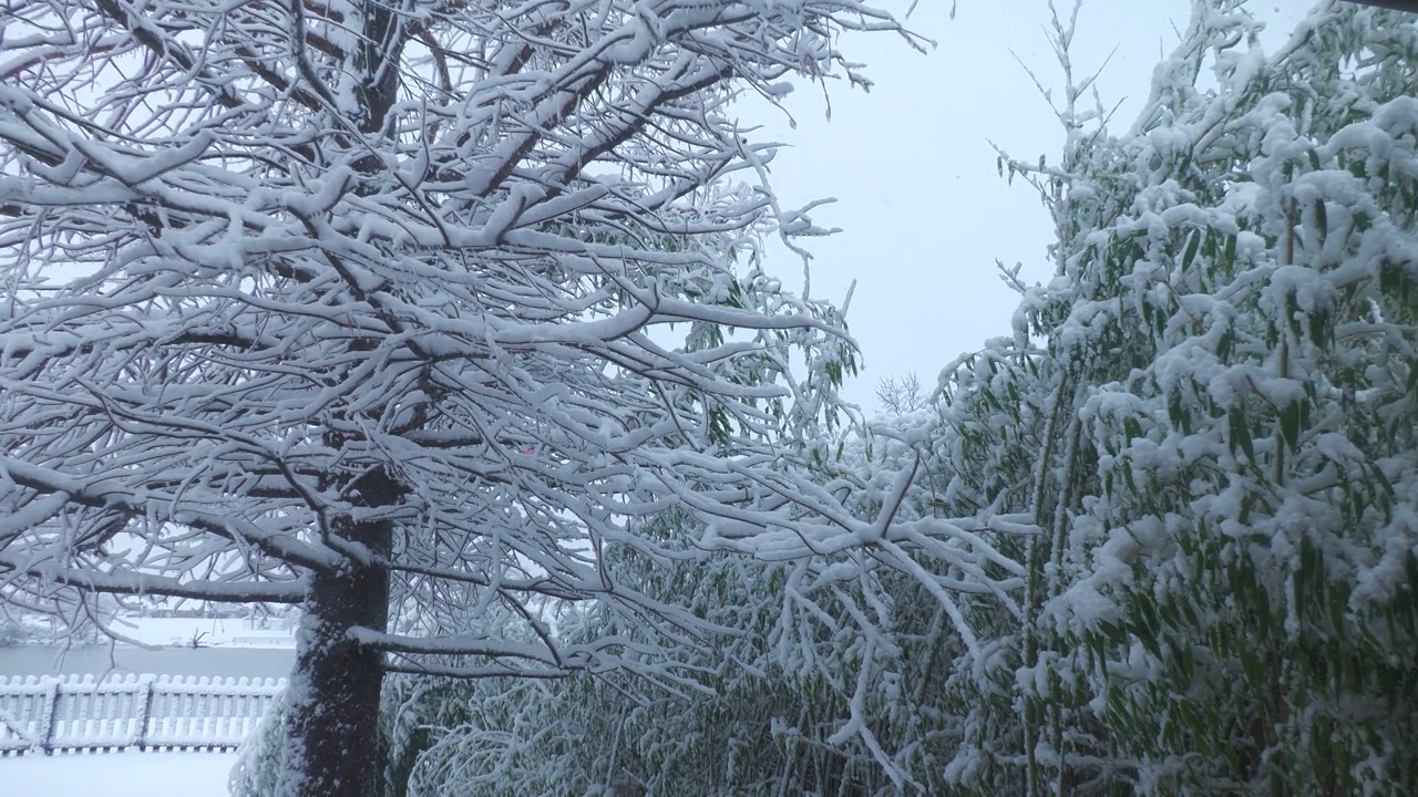 在冬天，松树和竹子被冰雪覆盖视频素材