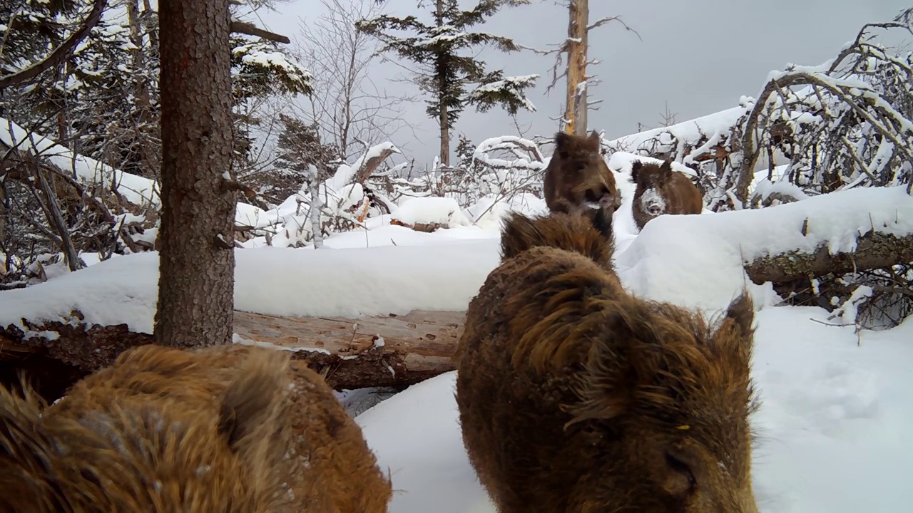 一群野猪在冬天的大雪中行走视频素材