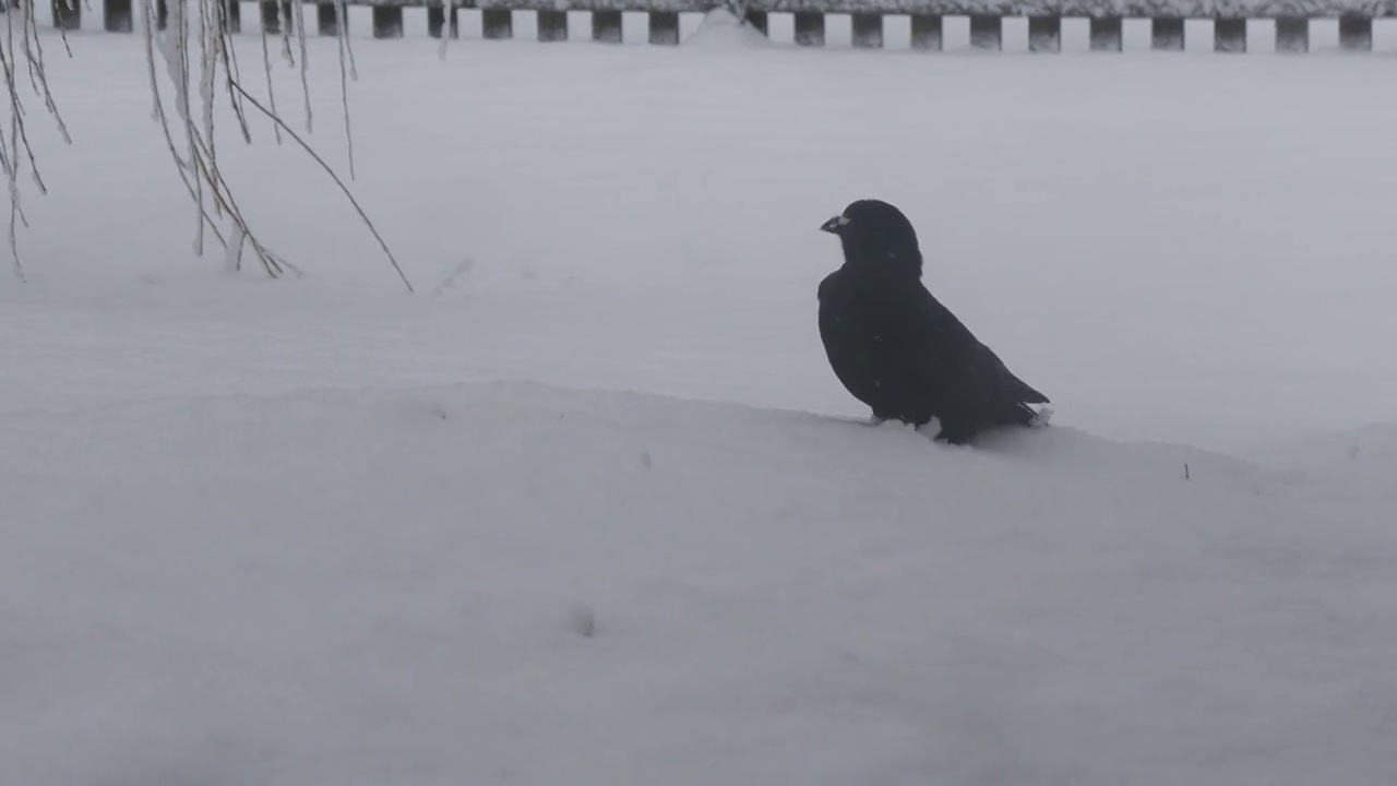 黑乌鸦走在雪地里然后飞走了视频素材