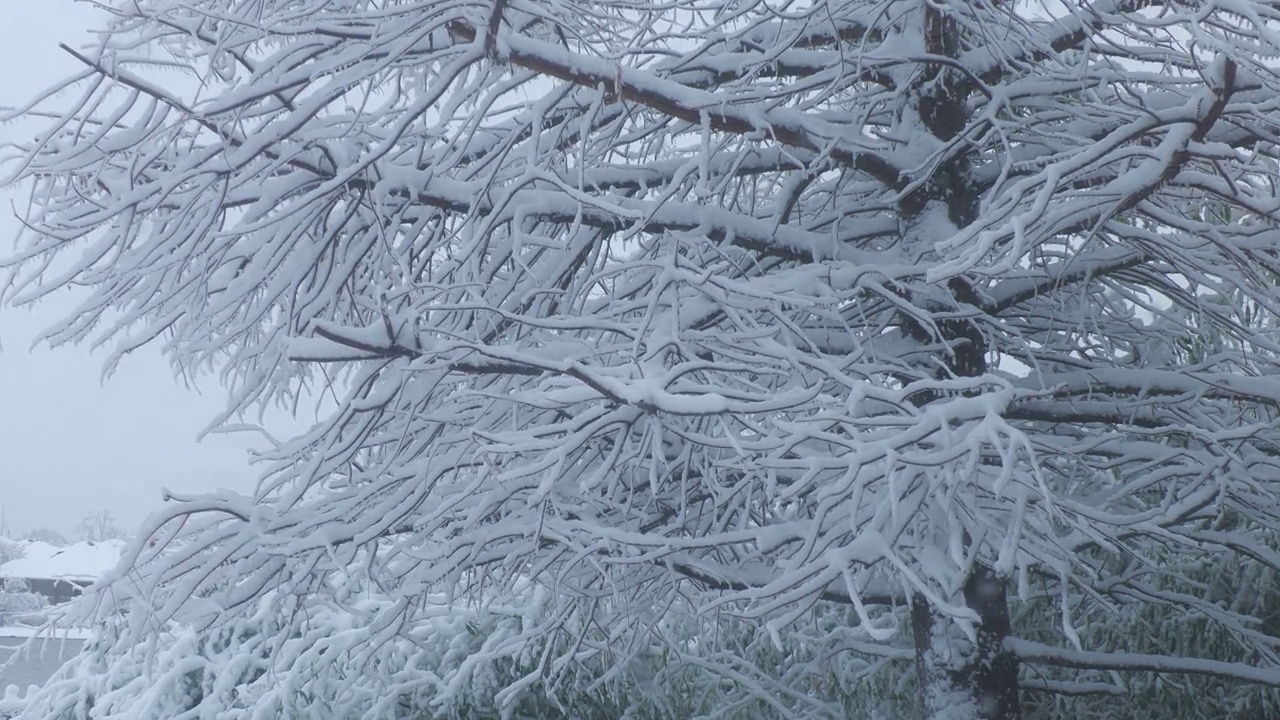 裁剪的照片是一棵松树，树枝上覆盖着冰柱和雪视频素材