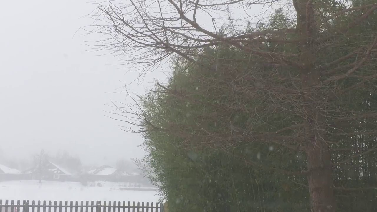 连绵不断的雪花落在竹子和松树上视频素材