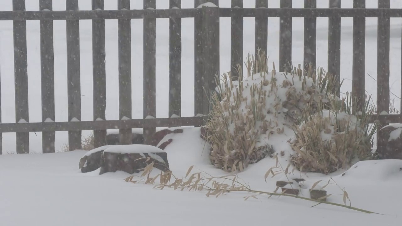 雪重重地落在木栅栏旁的树丛上视频素材