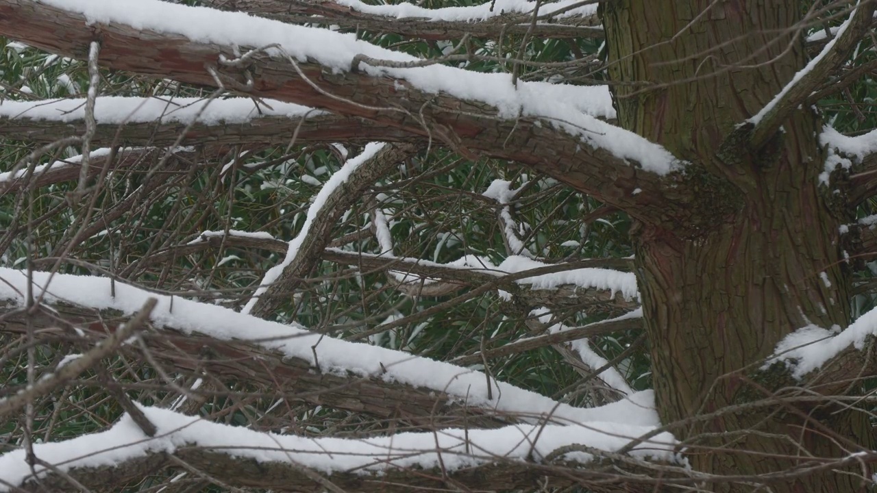 雪开始覆盖一棵大松树的树枝视频素材