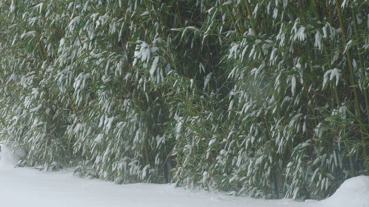 厚厚的一堆雪落在地上，开始覆盖竹叶视频素材