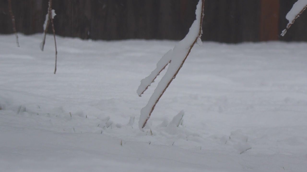 近距离拍摄到一棵被雪覆盖的松树树枝，树枝紧贴地面视频素材