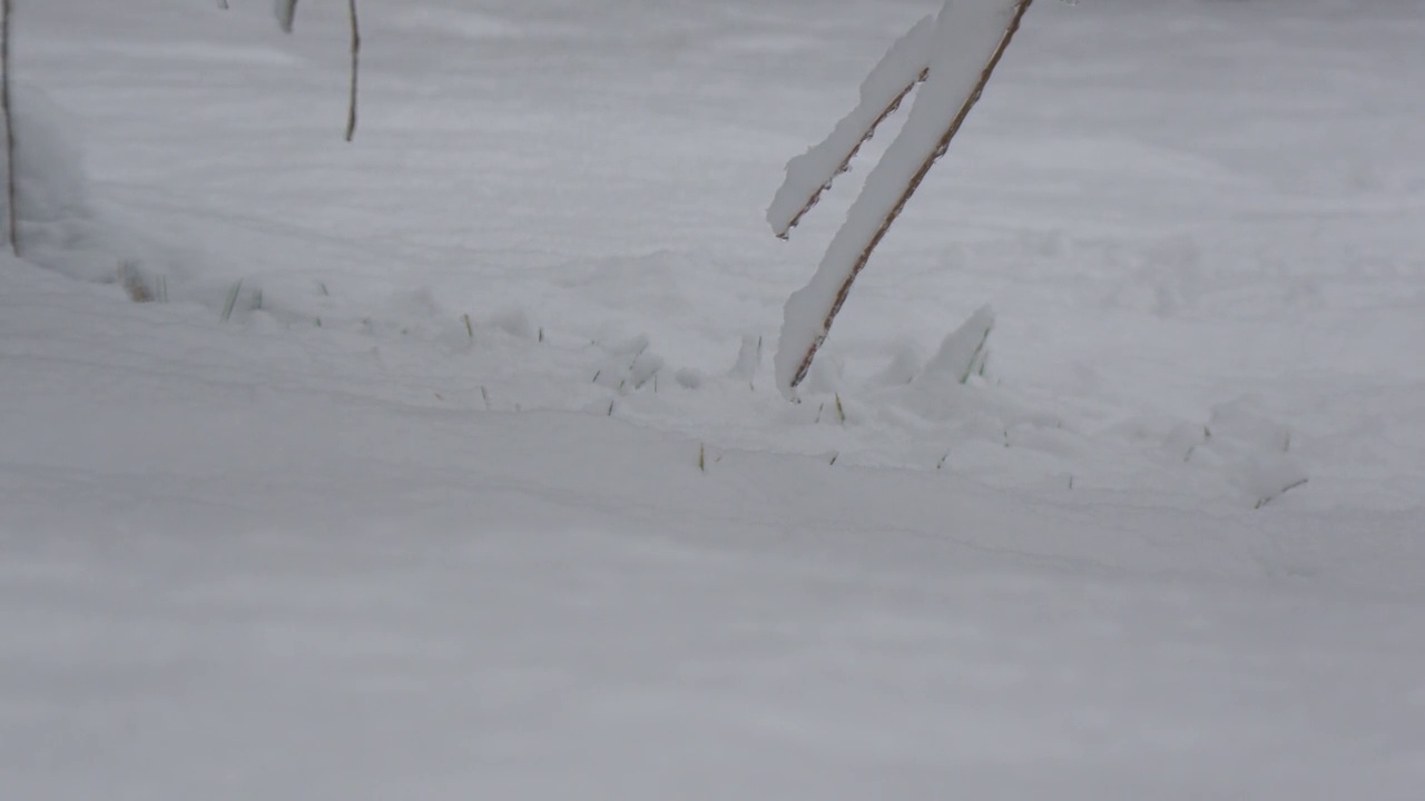 裁剪稳定的镜头，一棵松树的树枝覆盖着雪挂近地面视频素材