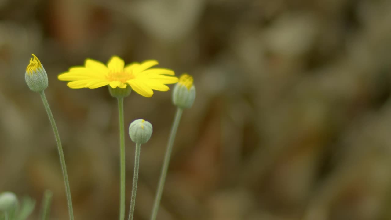 在大自然的公园里种植黄雏菊视频素材