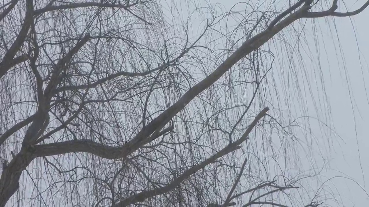 柳枝向上的射击与小雪开始落下视频素材