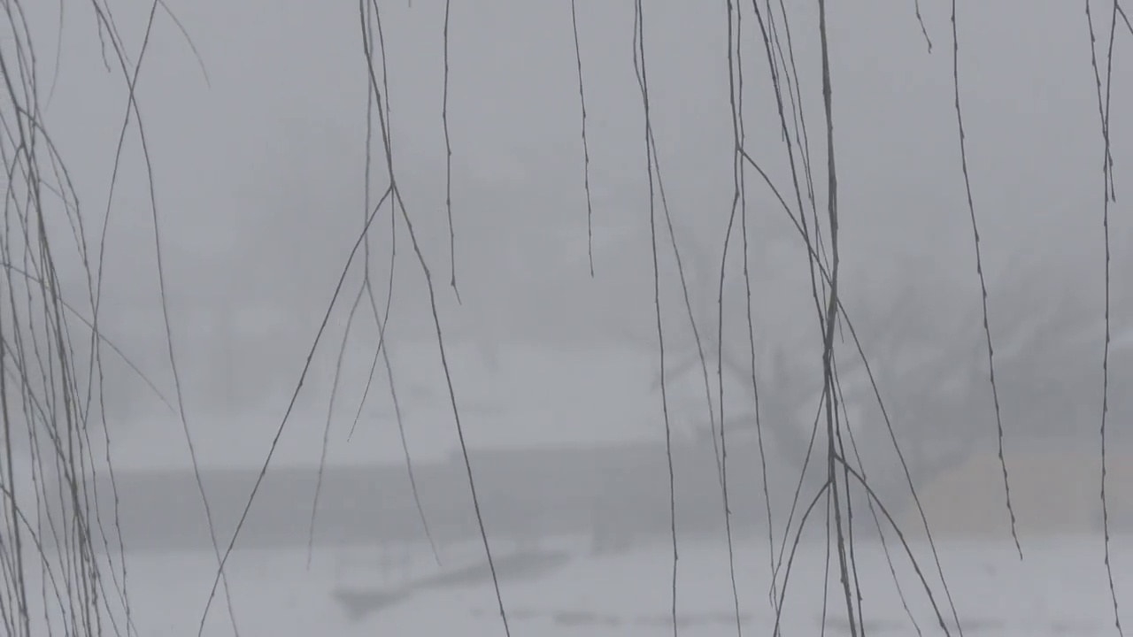 柳枝随风摇曳，雪花飘落视频素材