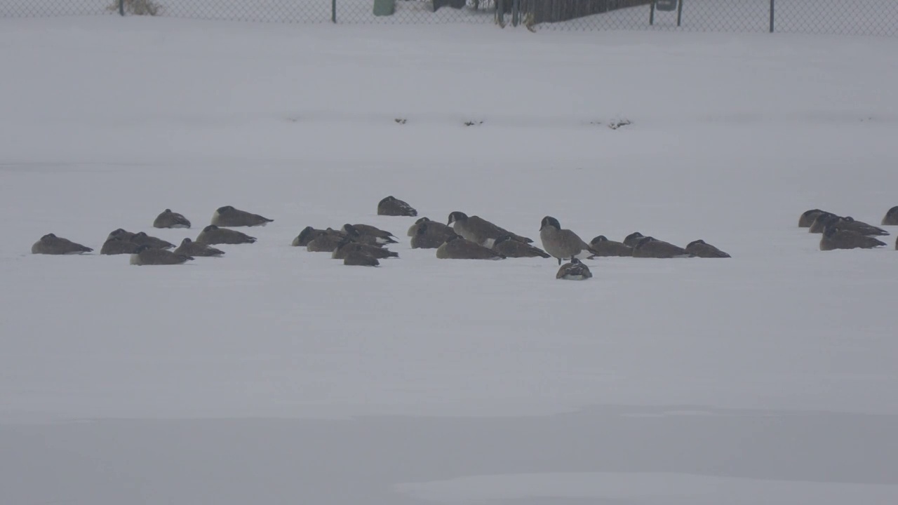 鸭子躺在结冰的湖面上，雪花纷飞视频素材