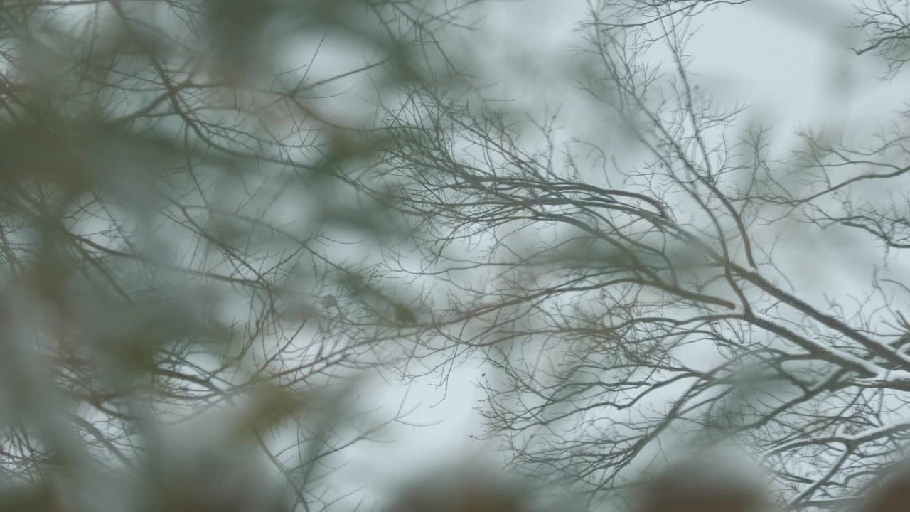 一个雪天的树枝的软背景视频素材