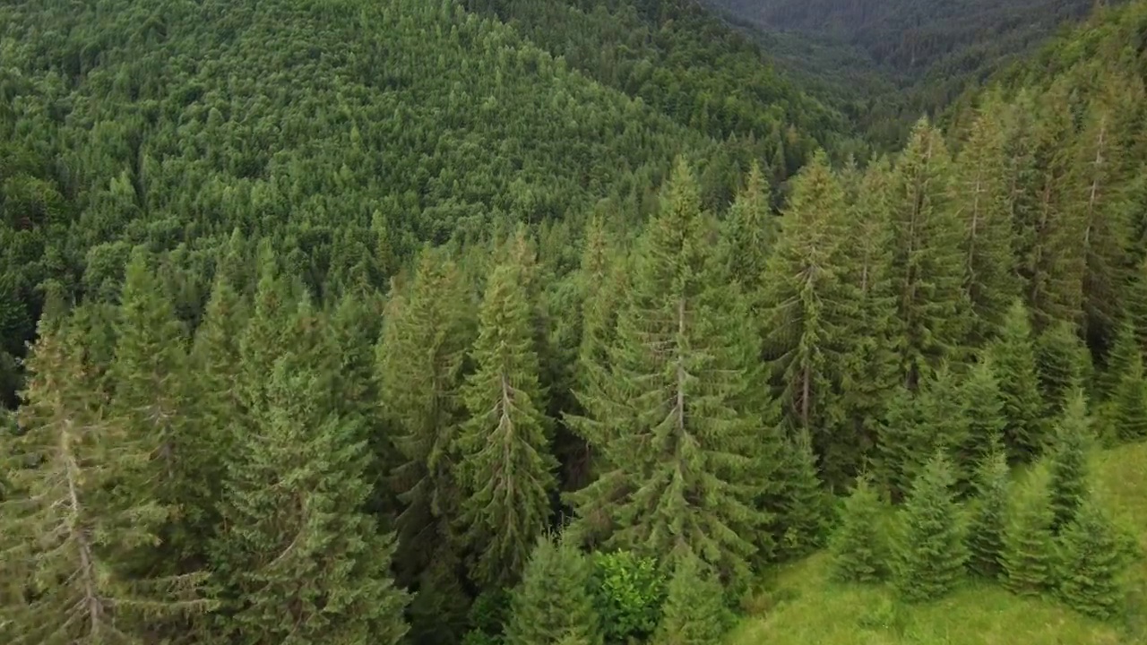 绿色冷杉树的纹理aerial top down view视频素材