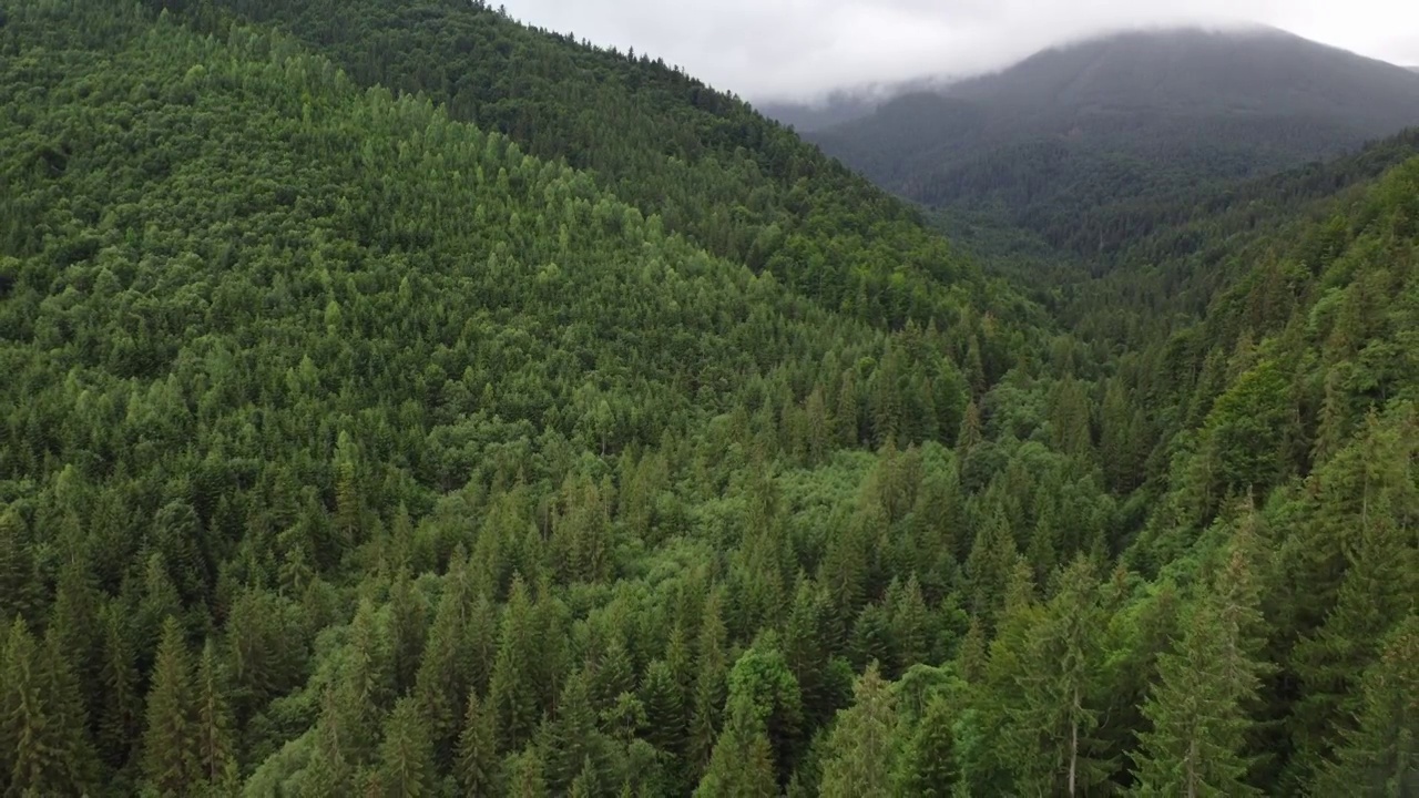 绿色冷杉树的纹理aerial top down view视频素材