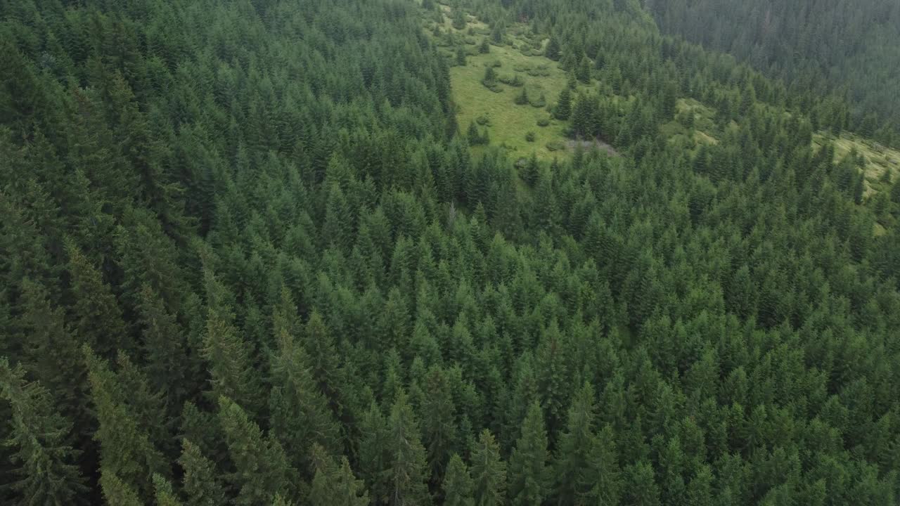 绿色冷杉树的纹理aerial top down view视频素材