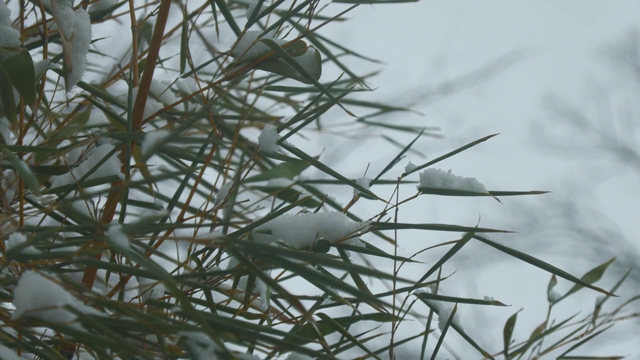 中宽镜头的竹叶开始弯曲的重量落下的雪视频素材