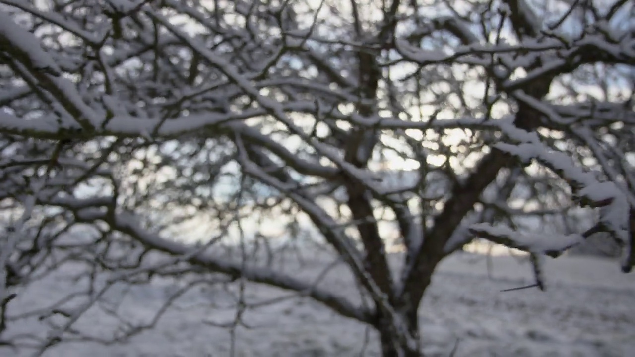 冬天，白雪覆盖着花园里的苹果树视频素材