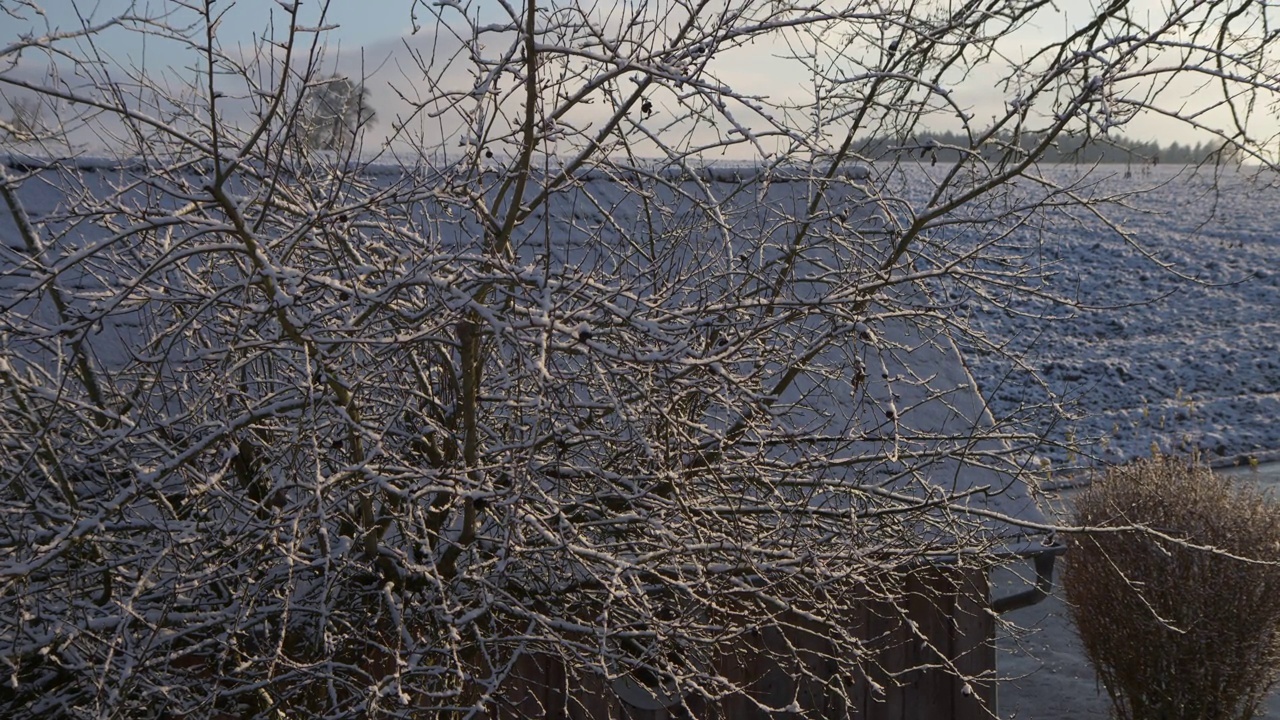 冬天，白雪覆盖着花园里的苹果树视频素材