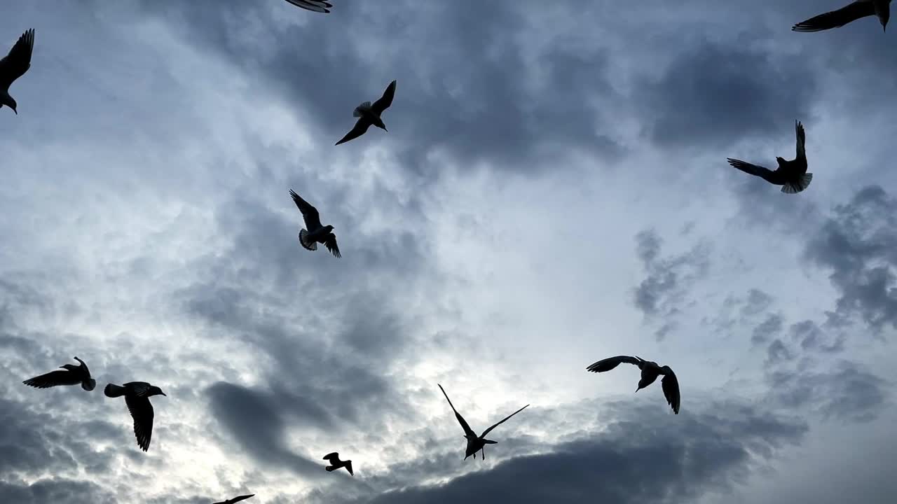 动物鸟海鸥在天空中飞翔视频素材