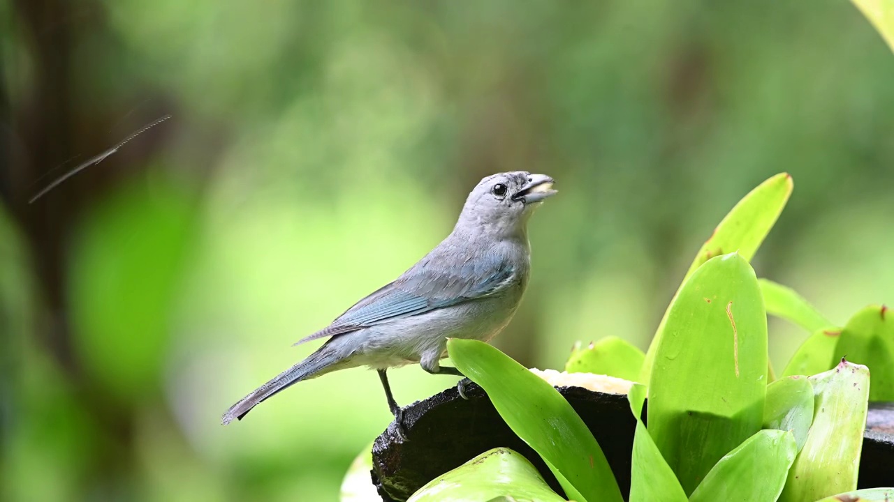 下雨的时候，Sayaca Tanager (Thraupis Sayaca)以热带雨林中的水果为食。视频素材