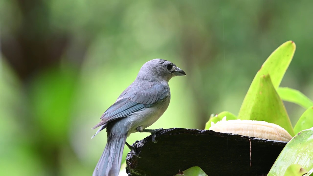 下雨的时候，Sayaca Tanager (Thraupis Sayaca)以热带雨林中的水果为食。视频素材