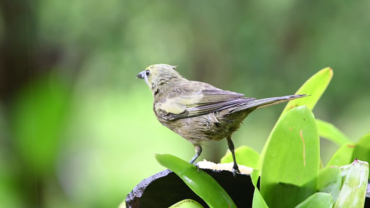 在雨林的雨季，棕榈Tanager (Thraupis palmarum)以森林的果实为食。视频素材