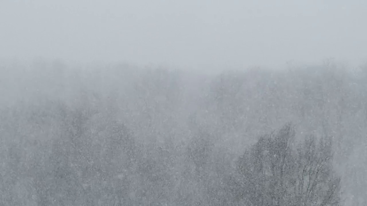 冬季森林的背景上的大雪，暴风雪，暴风雪视频素材