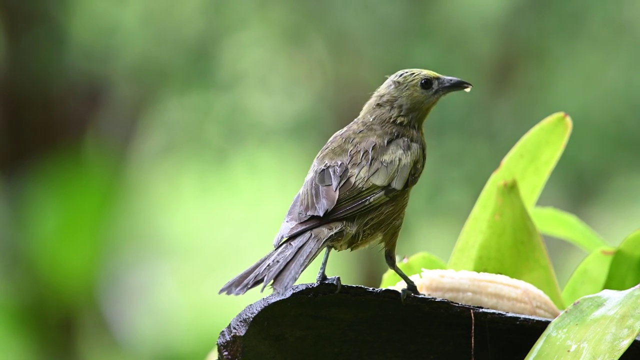 在雨林的雨季，棕榈Tanager (Thraupis palmarum)以森林的果实为食。视频素材