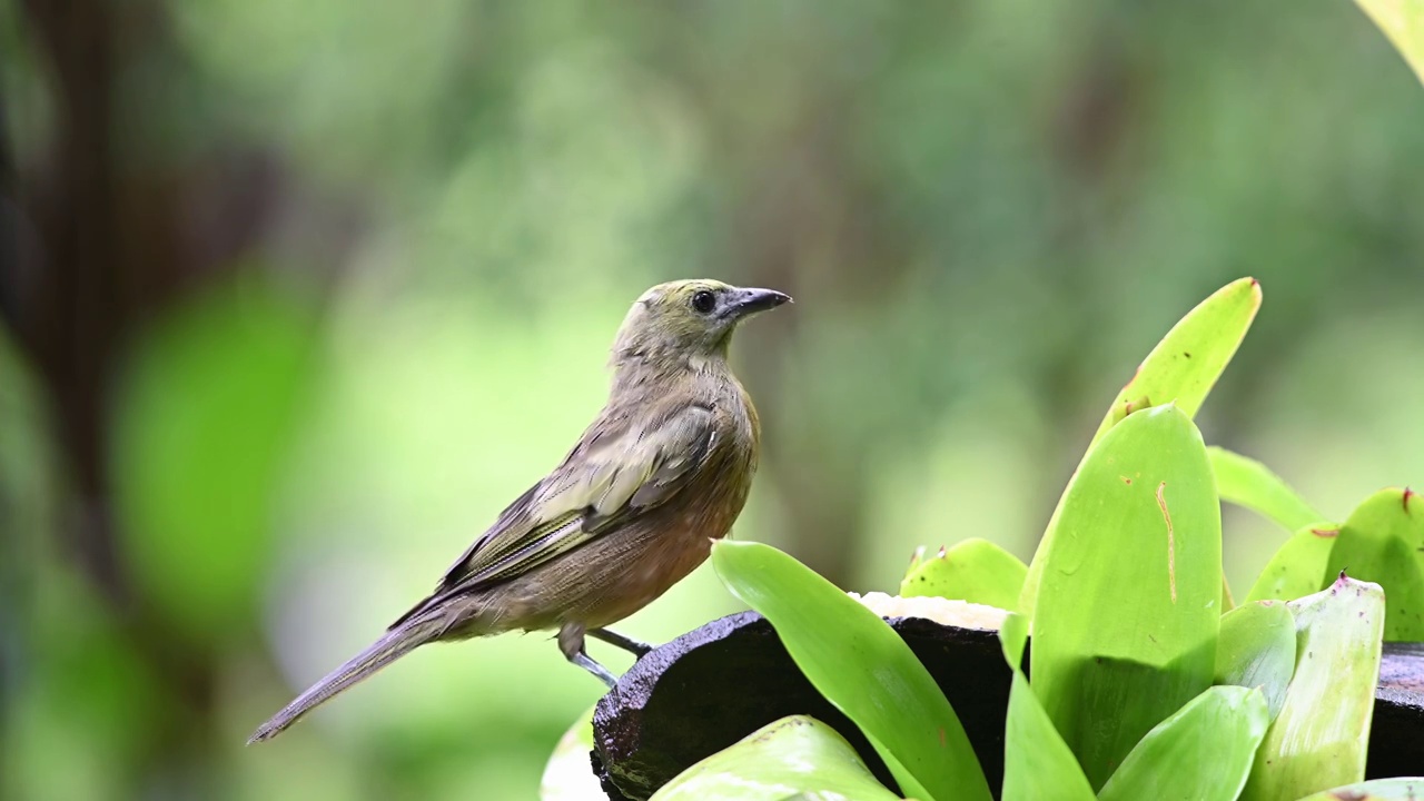 热带雨林中雨水不断，美丽的棕榈Tanager (Thraupis palmarum)以森林中的果实为食。视频素材