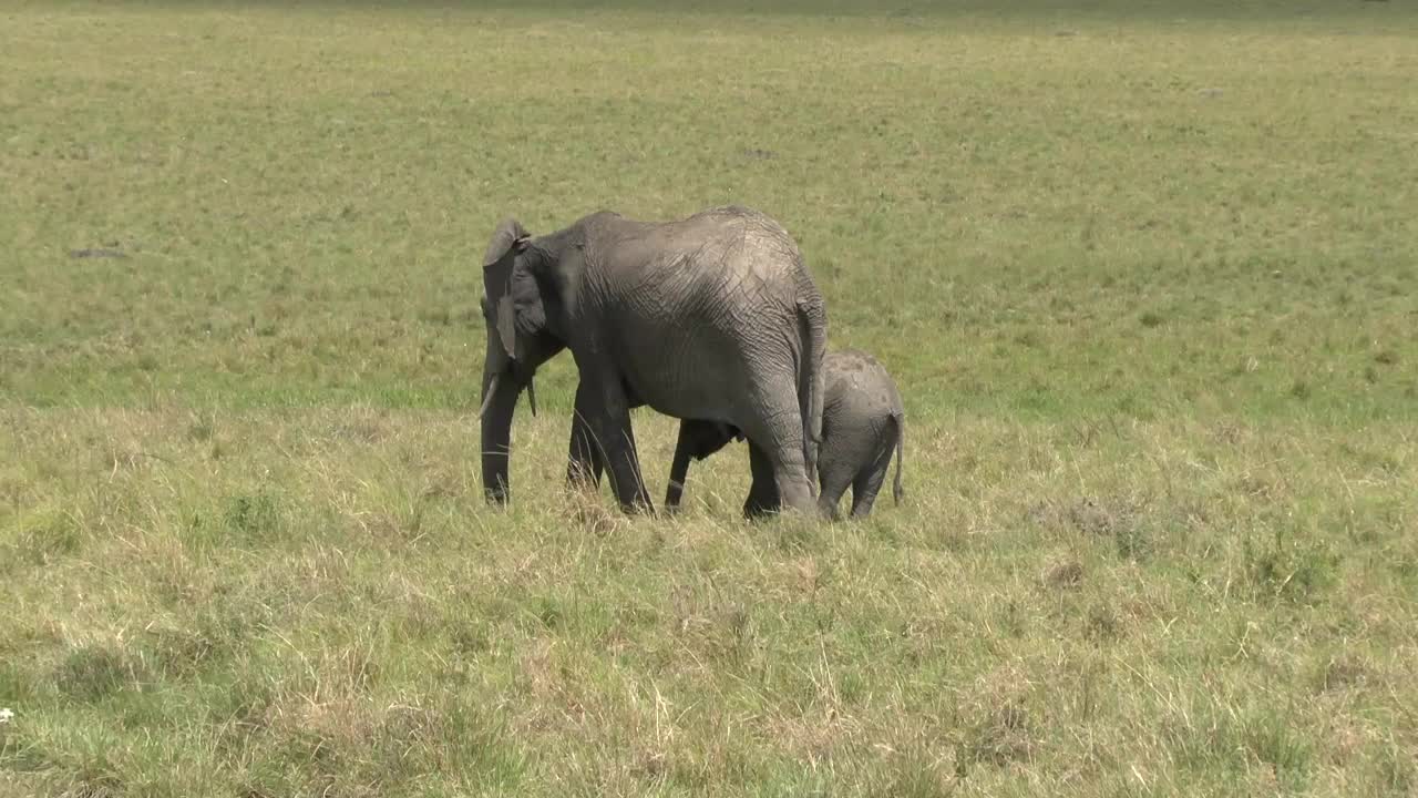 阿姆波赛里国家公园的大象视频下载