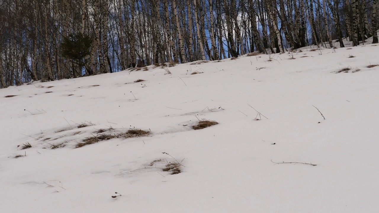 冬天的风景，被雪覆盖的道路和光秃秃的桦树视频素材