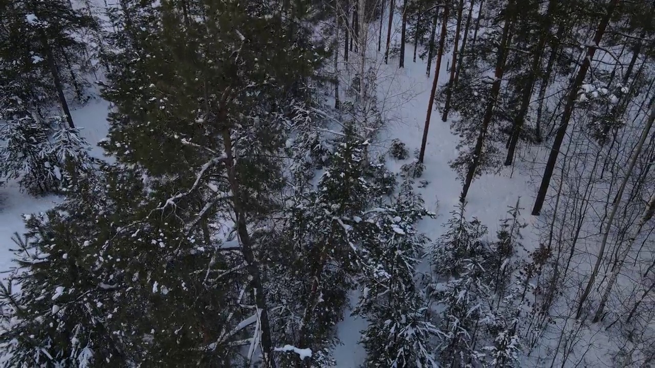 云杉树枝上的雪视频素材