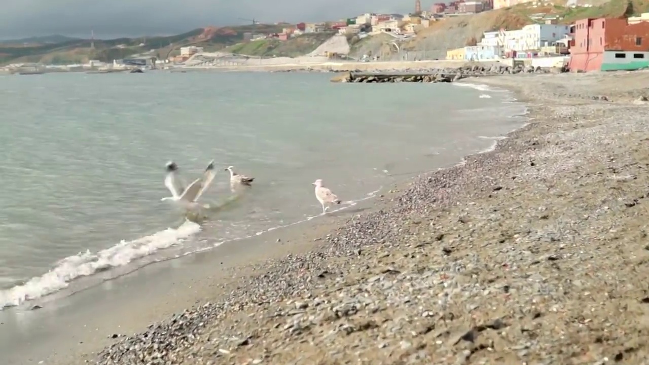 海岸上的海鸥，在海面上低飞视频素材