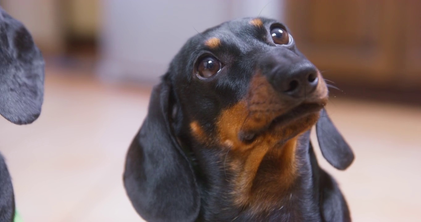 可爱的毛茸茸的黑色腊肠犬站在厨房里等待主人喂食美味的食物，旁边是另一只狗视频素材