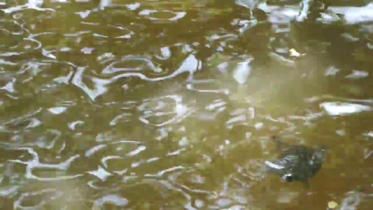 空中拍摄到一只海龟在浑浊的水中游泳视频素材