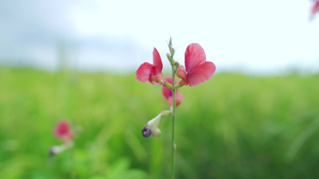 稻田绿草如茵，随风摇曳，在绿野风光天的时候视频素材