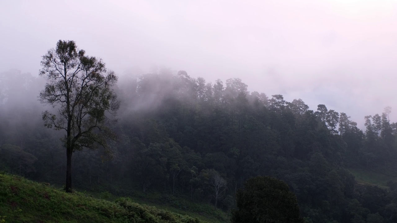 在雾天，绿色雨林山脉的景观视图视频素材