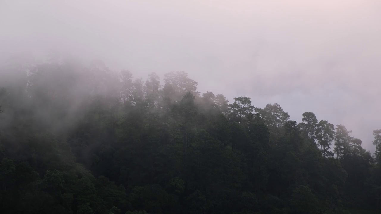 在雾天，绿色雨林山脉的景观视图视频素材