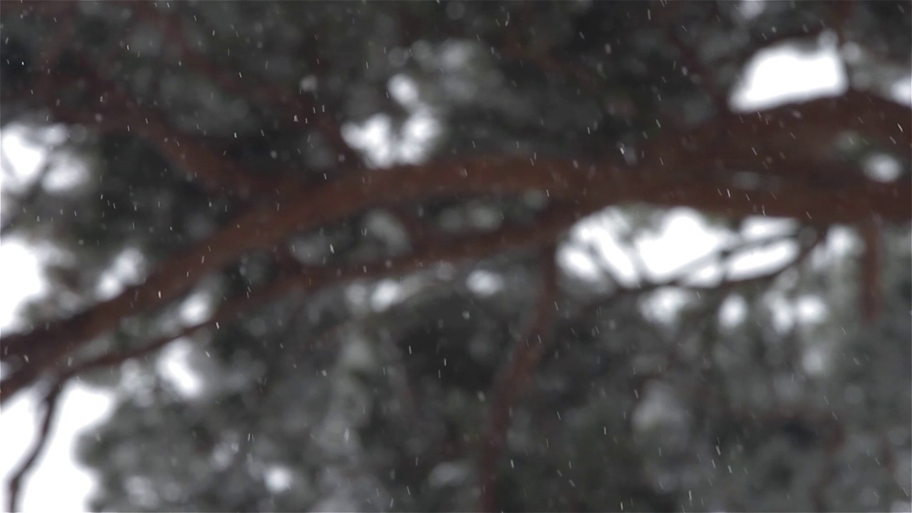 森林小径上飘落着大雪视频素材