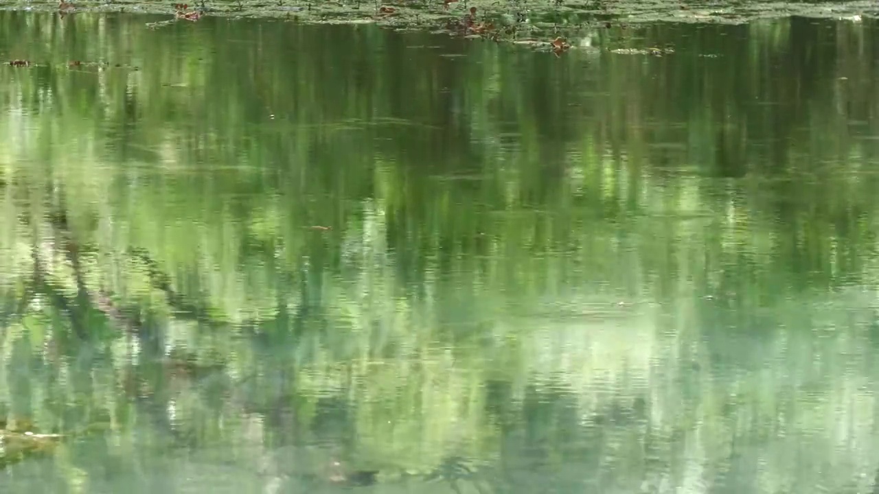 稳定的镜头，一池水与涟漪产生的漂浮的昆虫视频素材