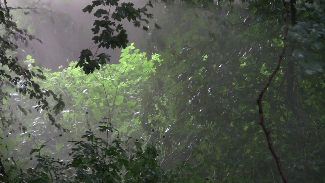 夏天的大雨在绿色的森林里视频素材