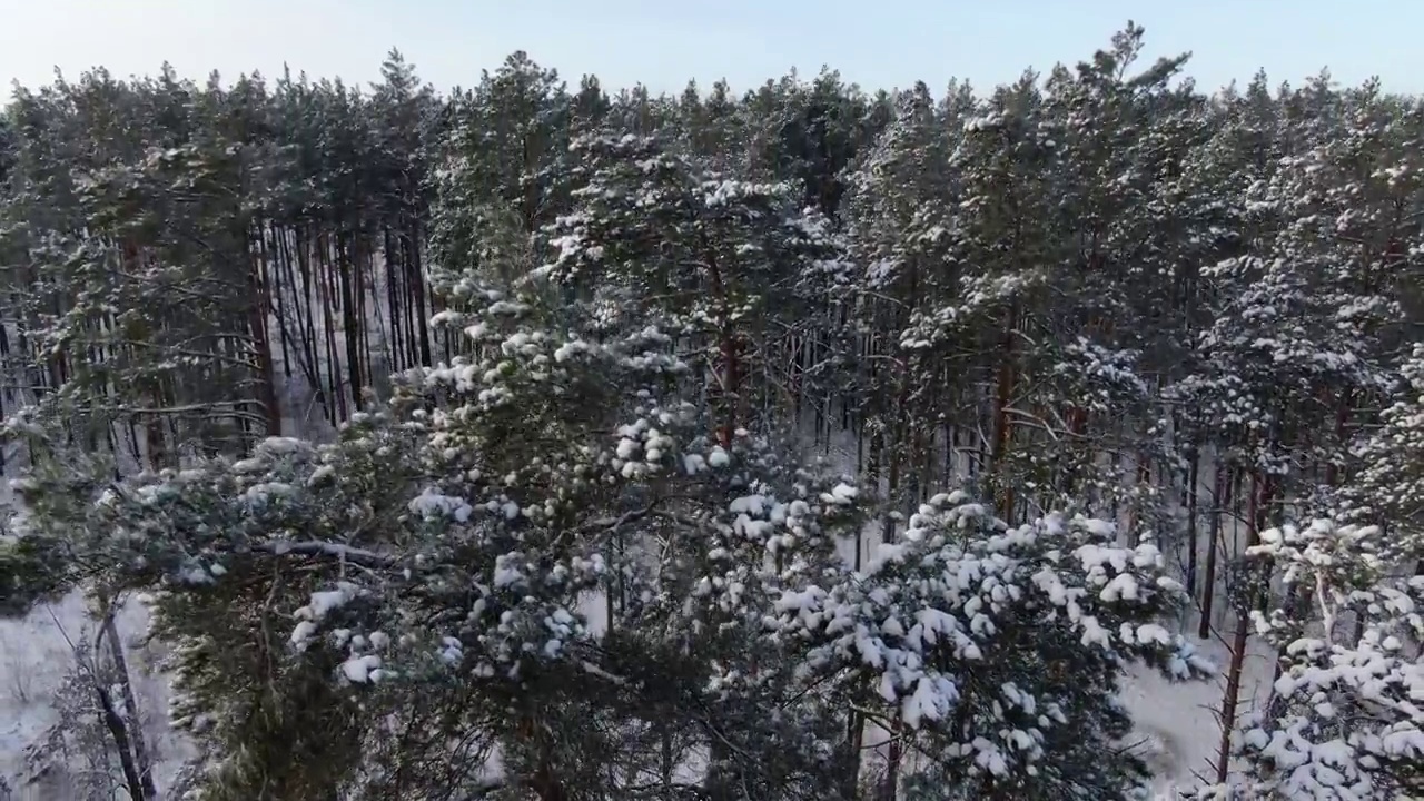 冬天森林多雪，天气晴朗视频素材