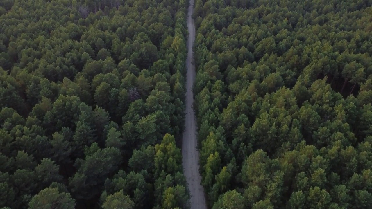 鸟瞰图飞过一条泥泞的森林道路，道路两边长满了茂密的绿树。松林。前视图。用无人机四旋翼直升机从上方鸟瞰视角拍摄视频素材