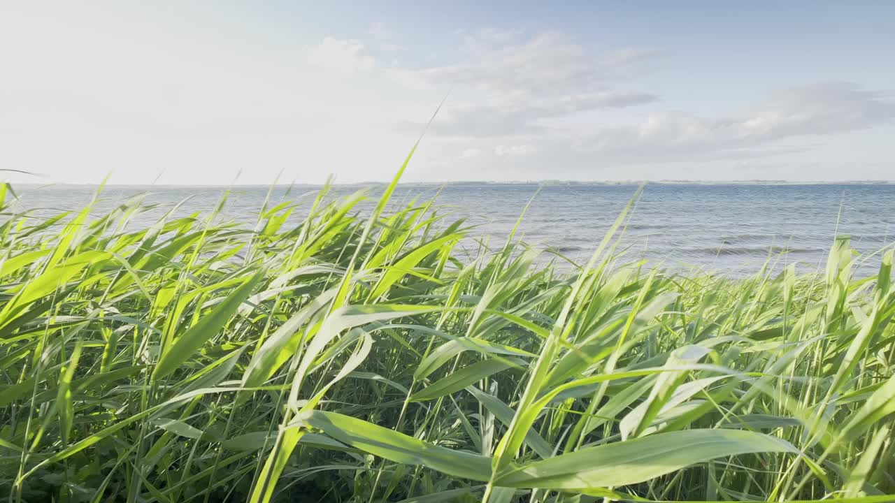 田园诗般的芦苇草在海上的风在夏天视频素材