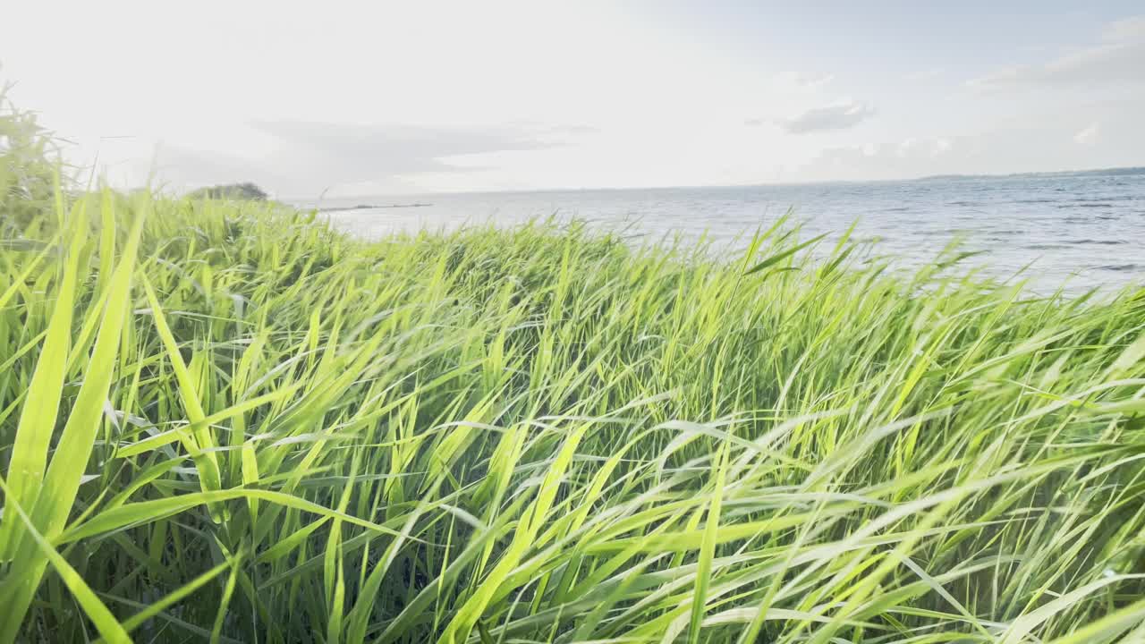 田园诗般的芦苇草在海上的风在夏天视频素材