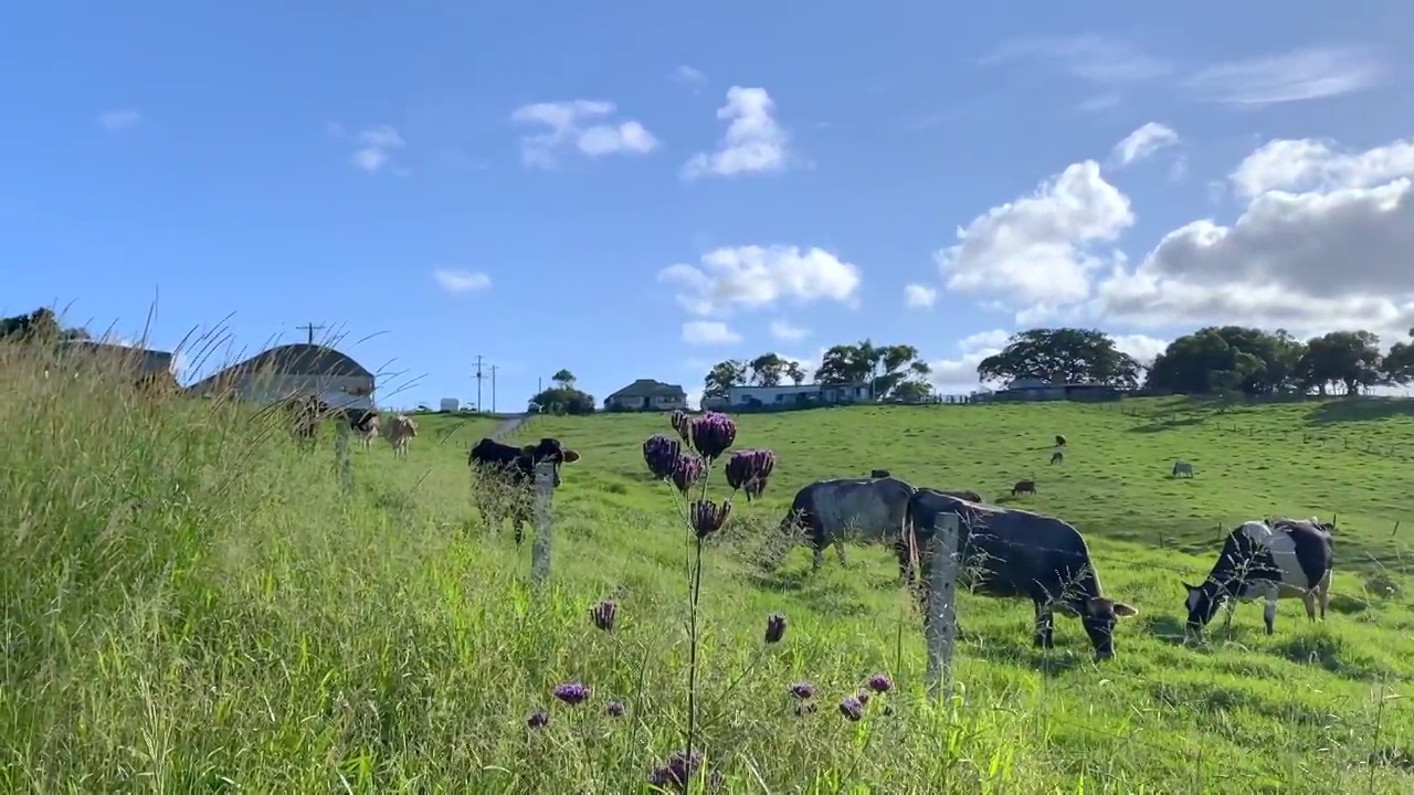 澳大利亚乡村牛场视频素材