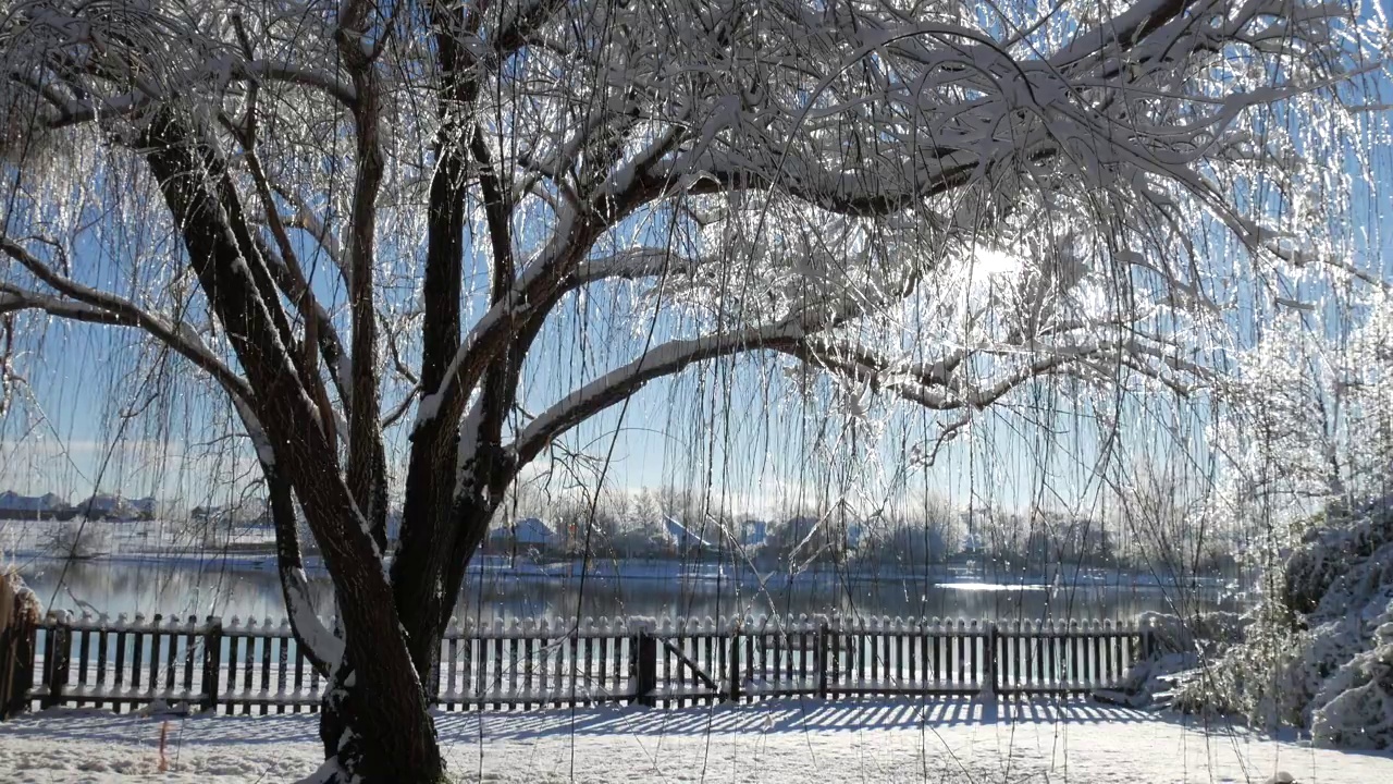 稳定的镜头，雪花落在湖边的柳树上视频素材