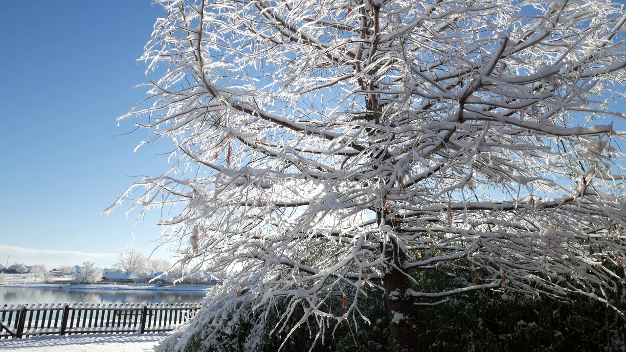 剪裁稳定的镜头，雪花落在一棵被冰覆盖的松树上视频素材