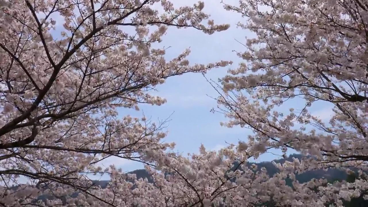 樱花盛开的枝头视频素材