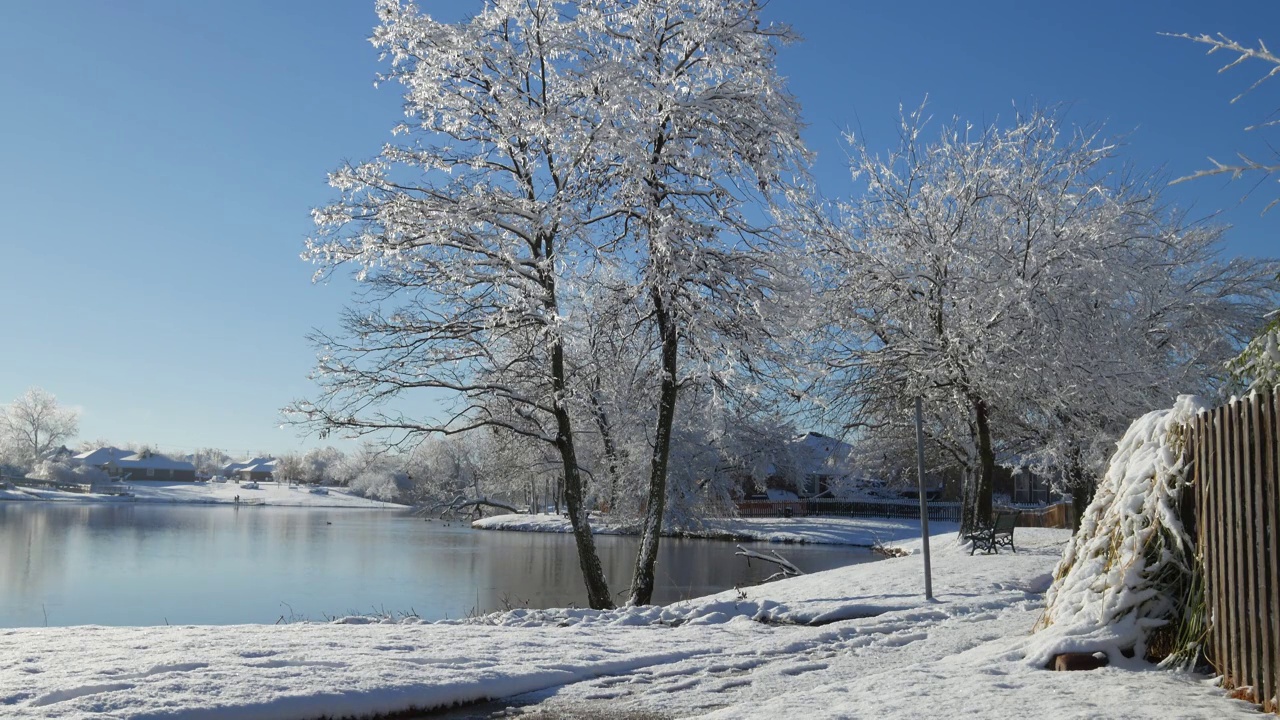 冬天的早晨，湖边的景象，融雪从树上飘落视频素材